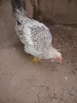 Pure Kienyeji Chicken Jogoo - 5