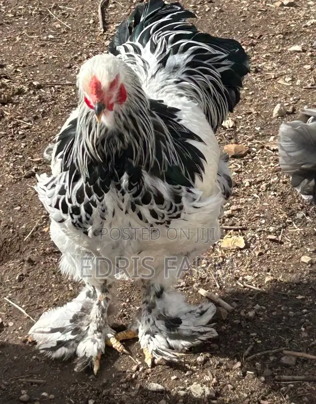 Brahma Chickens (4 Months Old) - 1