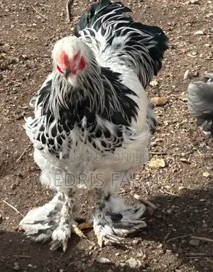 Brahma Chickens (4 Months Old)