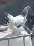 Brahma Chickens (4 Months Old) - 2