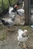 Brahma Chickens (4 Months Old) - 3