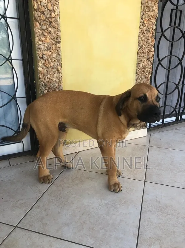 Purebred Boerboel Puppy - 1-3 Months Male - 1