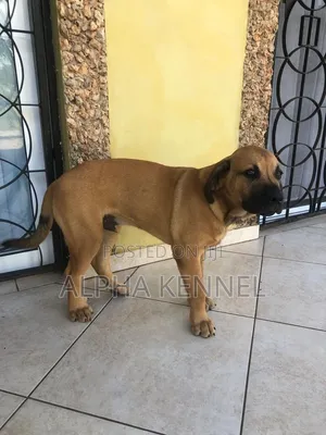 Purebred Boerboel Puppy - 1-3 Months Male