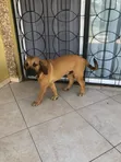 Purebred Boerboel Puppy - 1-3 Months Male - 2