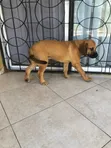 Purebred Boerboel Puppy - 1-3 Months Male - 3