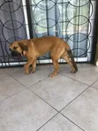 Purebred Boerboel Puppy - 1-3 Months Male - 4