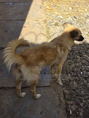 Male Mixed Breed Siberian Husky, 1+ Year Old
