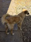 Male Mixed Breed Siberian Husky, 1+ Year Old - 1