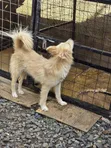 Male Mixed Breed Siberian Husky, 1+ Year Old - 2
