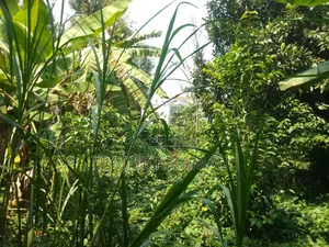50x100 Plots for Sale in Muongoiya/Ruaka