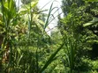 50x100 Plots for Sale in Muongoiya/Ruaka - 1