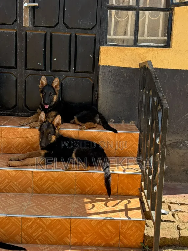 Purebred German Shepherd Puppy - 5 Months Old (Female) - 1