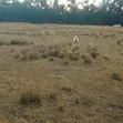 10 Acres Land for Sale in Ol Jororok - 2