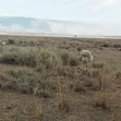10 Acres Land for Sale in Ol Jororok - 4