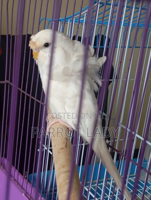 Young Female Budgie - 1
