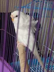 Young Female Budgie - 1