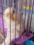 Young Female Budgie - 2