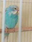 Young Female Budgie - 3