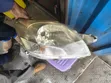 Toyota Belta Headlight (Non-Xenon, Ex-Japan) - 2