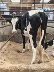 Pedigree In-Calf Heifer - 1