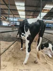Pedigree In-Calf Heifer - 2