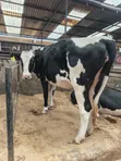 Pedigree In-Calf Heifer - 3
