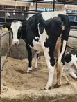 Pedigree In-Calf Heifer - 4