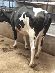 Pedigree In-Calf Heifer - 5