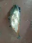 Mazda Axela 2010 Headlight (Non-Xenon) - 1