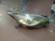 Mazda Axela 2010 Xenon Headlight - 1