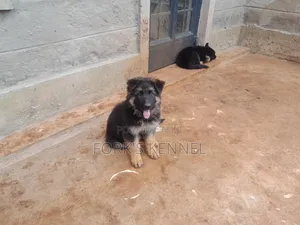 Female Purebred German Shepherd Puppy, 1-3 Months