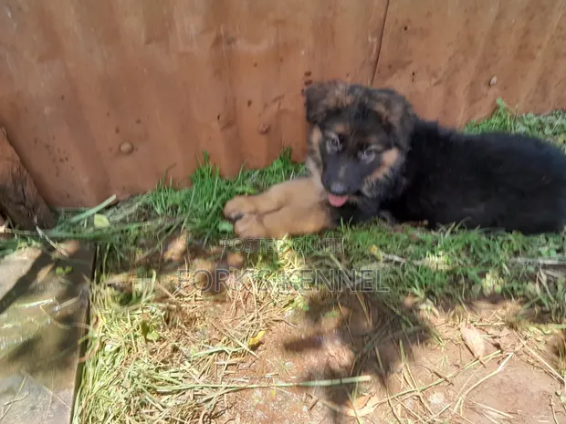 1-3 Month Male Purebred German Shepherd - 1
