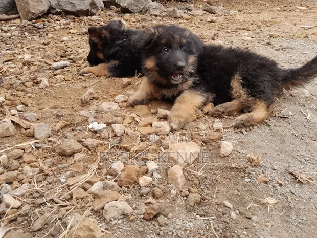 Female Purebred German Shepherd Puppy (1-3 Months) - 1