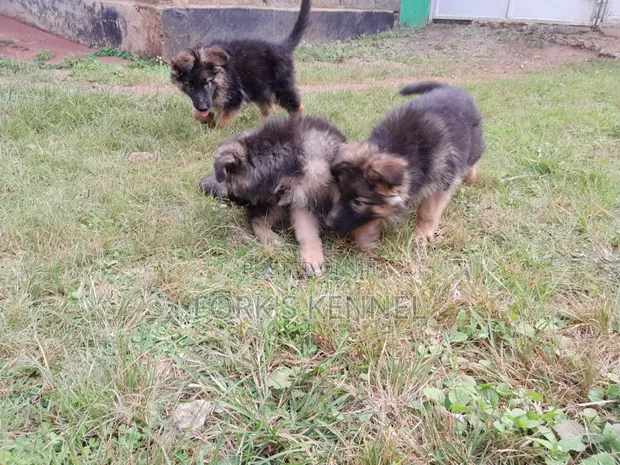 Male Purebred German Shepherd Puppy (1-3 Months) - 1
