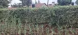 Kitalu cha Makazi cha 60x100 kwa Uuzaji - Ngecha Ring’ati B - 3