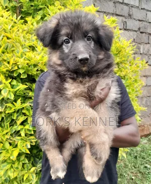 1-3 Month Female Purebred German Shepherd
