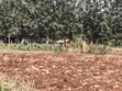 Murang'a Kabirwa Mirira Plot - 50x100 - 1