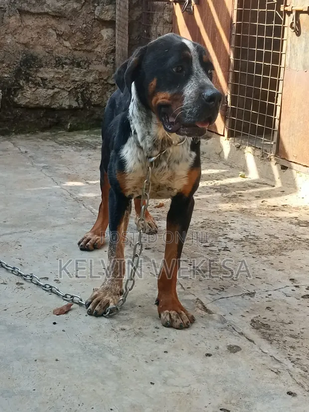 Boerboel Mume Safi - Zaidi ya Mwaka 1 - 1