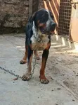 Boerboel Mume Safi - Zaidi ya Mwaka 1 - 1
