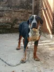 Boerboel Mume Safi - Zaidi ya Mwaka 1 - 2
