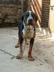 Boerboel Mume Safi - Zaidi ya Mwaka 1 - 3
