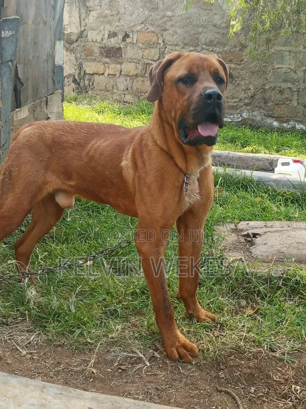 Mbwa Mwanamume Mzazi wa Boerboel, Zaidi ya Mwaka Mmoja - 1