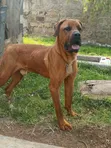 Mbwa Mwanamume Mzazi wa Boerboel, Zaidi ya Mwaka Mmoja - 1