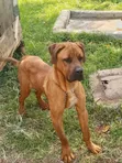 Mbwa Mwanamume Mzazi wa Boerboel, Zaidi ya Mwaka Mmoja - 2
