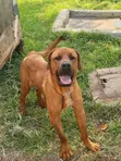Mbwa Mwanamume Mzazi wa Boerboel, Zaidi ya Mwaka Mmoja - 3