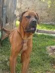 Mbwa Mwanamume Mzazi wa Boerboel, Zaidi ya Mwaka Mmoja - 4