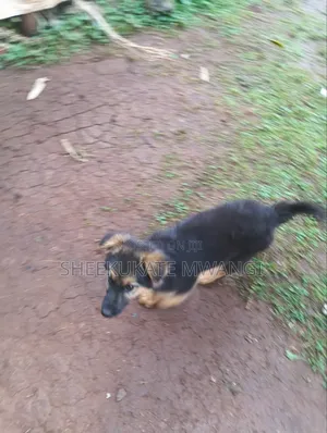Purebred German Shepherd Puppy - 3.5 Months Old