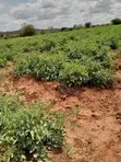 1000 Acres Land for Lease in Makueni County - 2