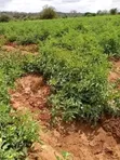 1000 Acres Land for Lease in Makueni County - 3