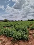 1000 Acres Land for Lease in Makueni County - 4